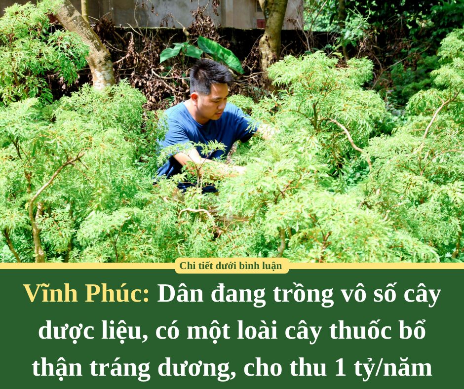 Ở Vĩnh Phúc dân đang trồng vô số cây dược liệu, có một loài cây thuốc bổ thận tráng dương, cho thu 1 tỷ/năm