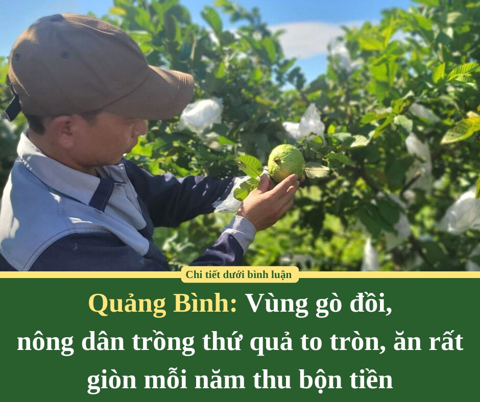 Vùng gò đồi Quảng Bình, nông dân trồng thứ quả to tròn, ăn rất giòn mỗi năm thu bộn tiền