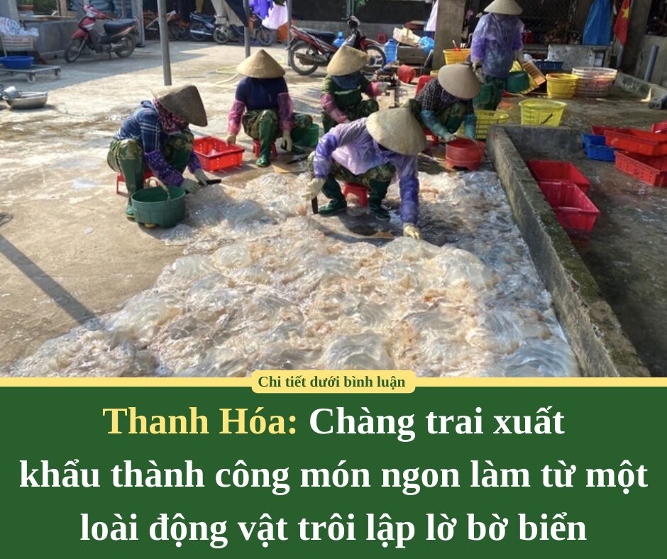 Chàng trai Thanh Hóa xuất khẩu thành công món ngon làm từ một loài động vật trôi lập lờ bờ biển