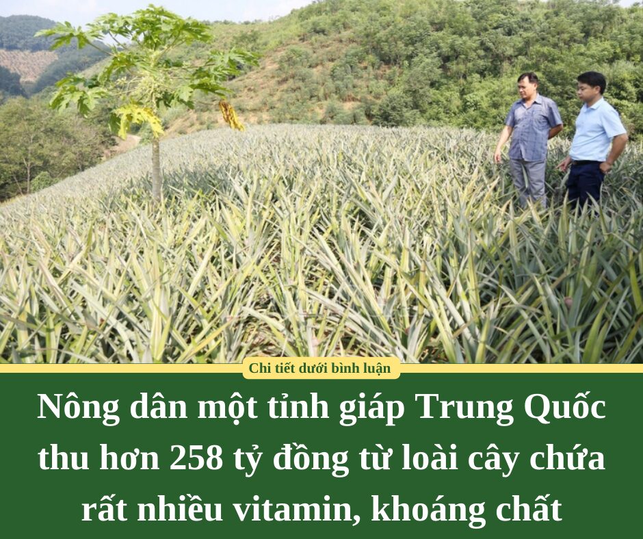 Nông dân một tỉnh giáp Trung Quốc thu hơn 258 tỷ đồng từ loài cây chứa rất nhiều vitamin, khoáng chất