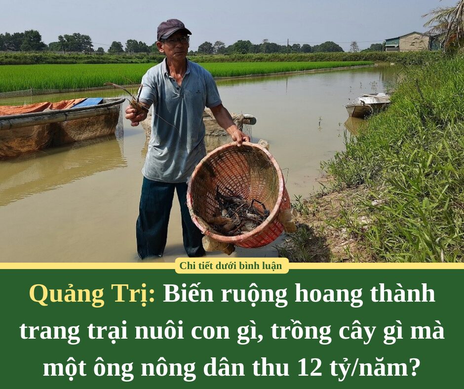 Biến ruộng hoang thành trang trại nuôi con gì, trồng cây gì mà một ông nông dân Quảng Trị thu 12 tỷ/năm?