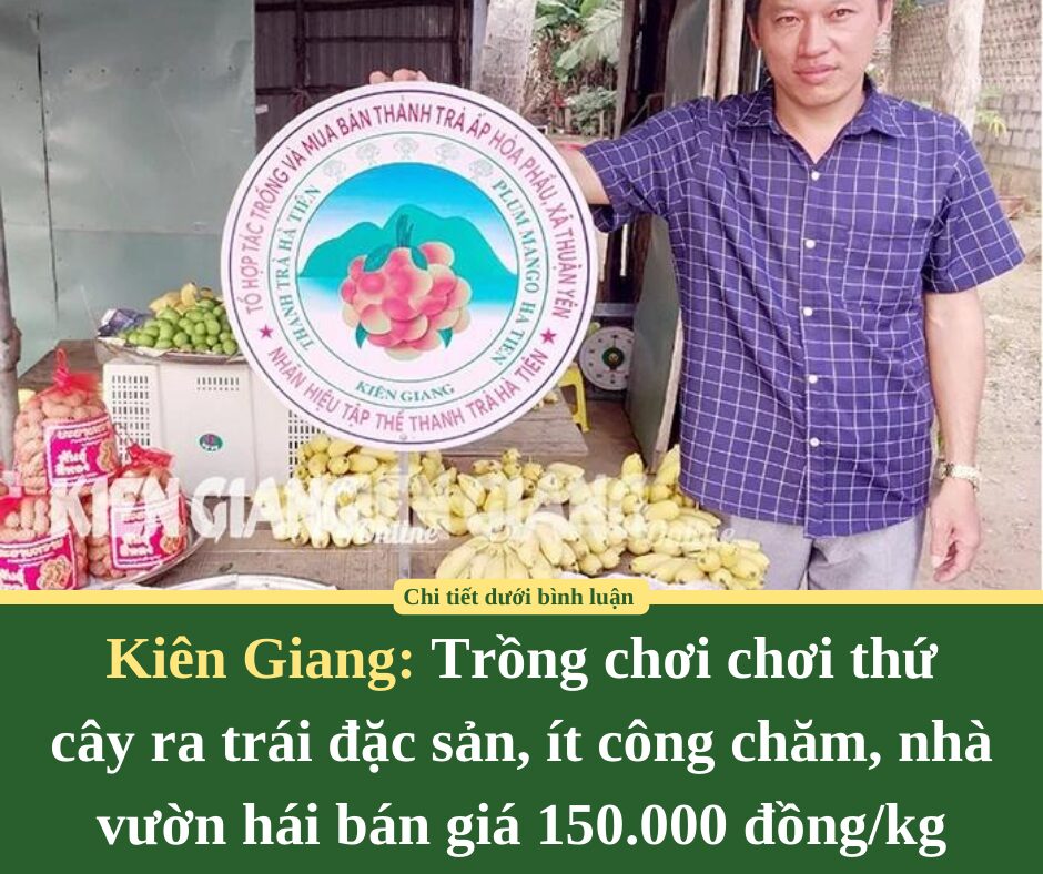 Trồng chơi chơi thứ cây ra trái đặc sản, ít công chăm, nhà vườn Kiên Giang hái bán giá 150.000 đồng/kg