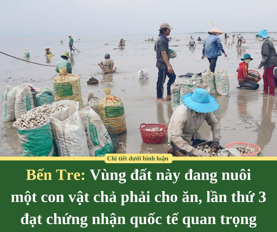 Vùng đất này ở Bến Tre đang nuôi một con vật chả phải cho ăn, lần thứ 3 đạt chứng nhận quốc tế quan trọng