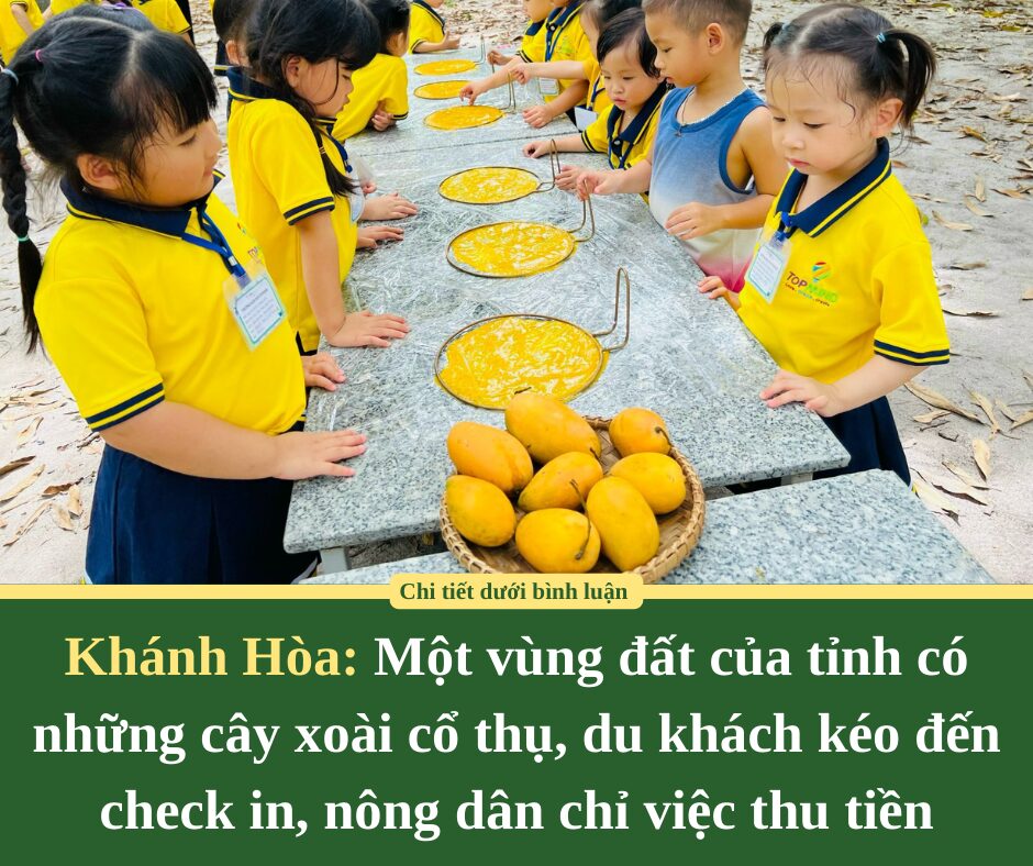 Một vùng đất của tỉnh Khánh Hòa có những cây xoài cổ thụ, du khách kéo đến check in, nông dân chỉ việc thu tiền