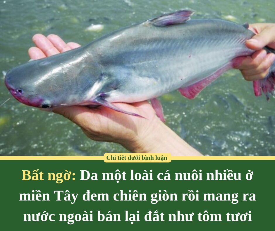 Bất ngờ: Da một loài cá nuôi nhiều ở miền Tây đem chiên giòn rồi mang ra nước ngoài bán lại đắt như tôm tươi