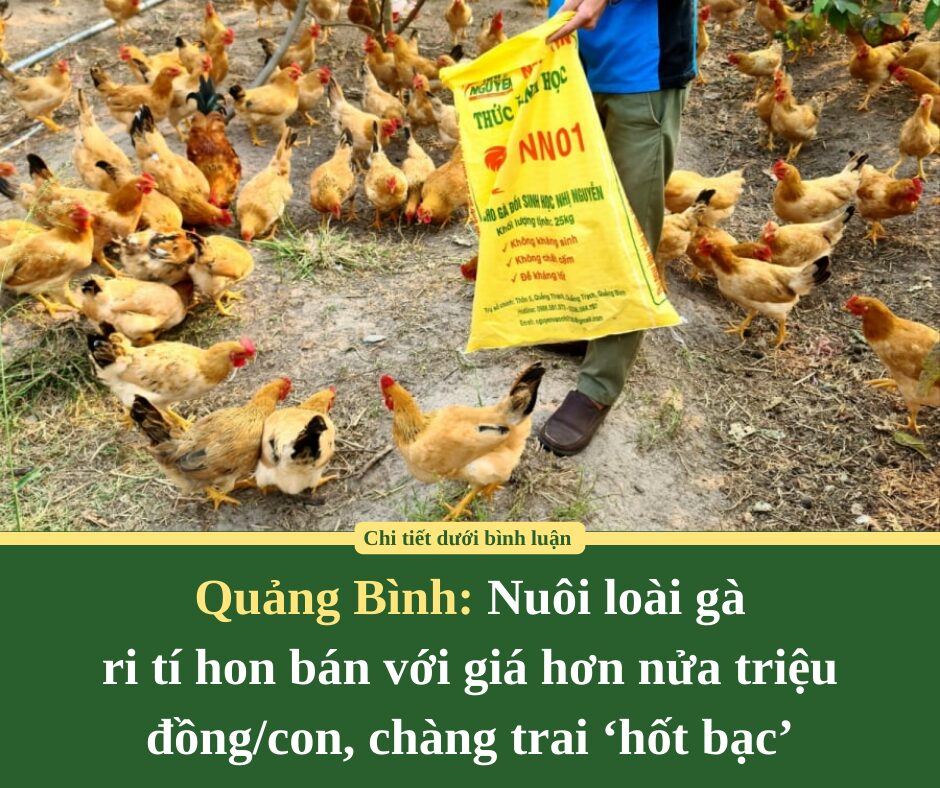 Nuôi loài gà ri tí hon bán với giá hơn nửa triệu đồng/con, chàng trai Quảng Bình ‘hốt bạc’