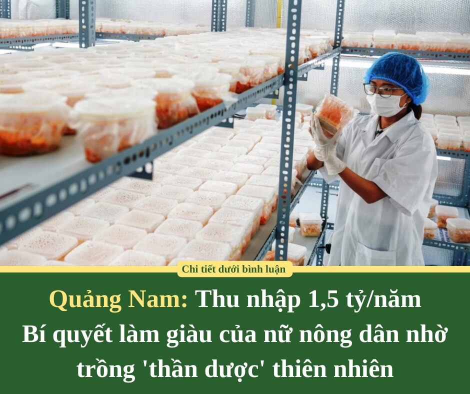 Thu nhập 1,5 tỷ/năm: Bí quyết làm giàu của nữ nông dân nhờ trồng ‘thần dược’ thiên nhiên