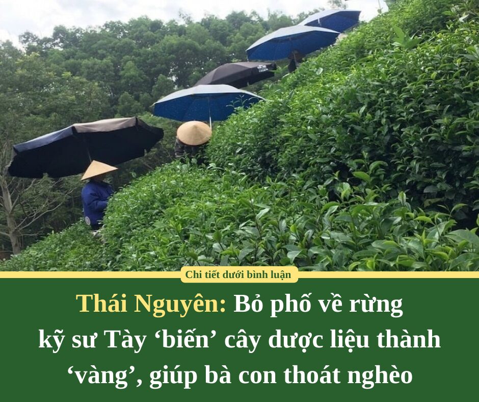 Bỏ phố về rừng: Kỹ sư Tày ‘biến’ cây dược liệu thành ‘vàng’, giúp bà con thoát nghèo