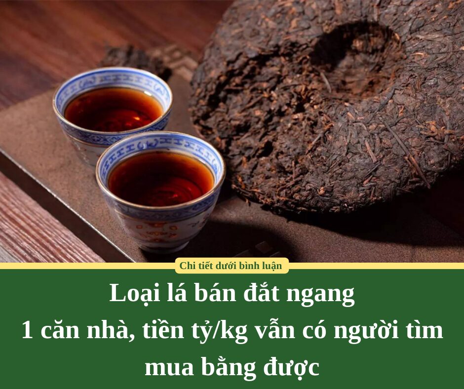 Loại lá bán đắt ngang 1 căn nhà, tiền tỷ/kg vẫn có người tìm mua bằng được