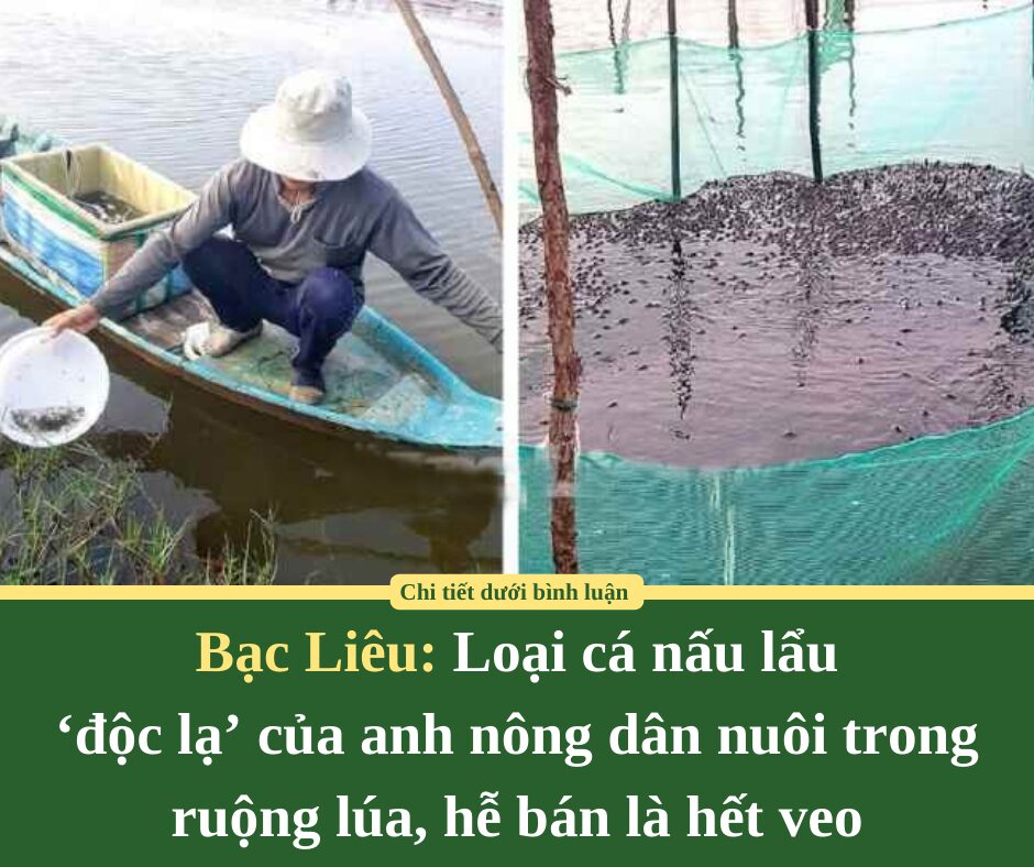 Loại cá nấu lẩu ‘độc lạ’ của anh nông dân Bạc Liêu: Nuôi trong ruộng lúa, hễ bán là hết veo