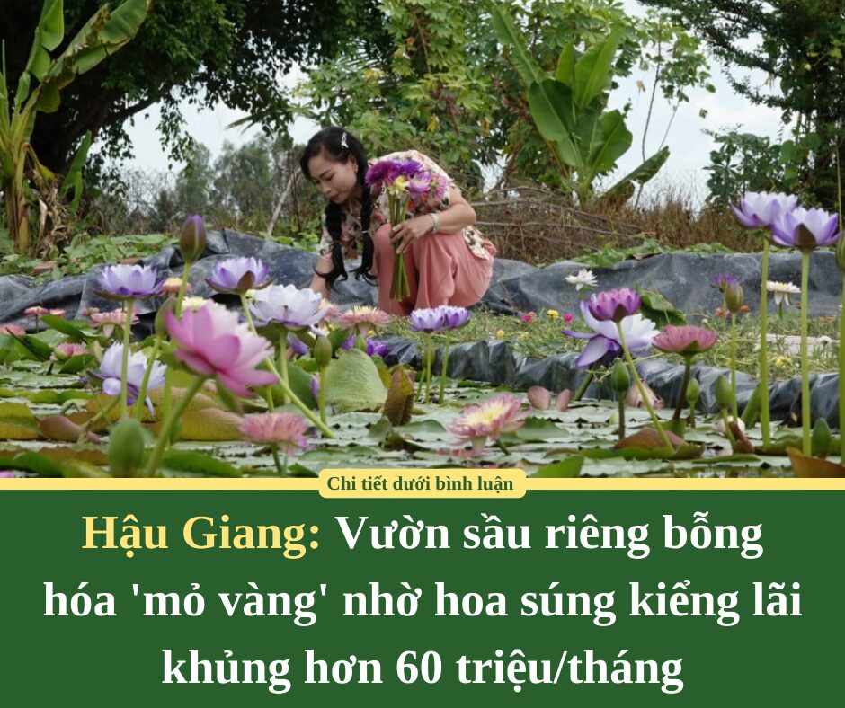 Vườn sầu riêng bỗng hóa ‘mỏ vàng’ nhờ hoa súng kiểng: Lãi khủng hơn 60 triệu/tháng