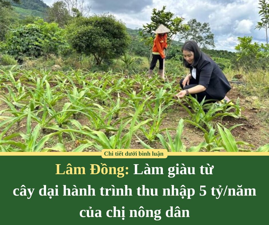 Làm giàu từ cây dại: Hành trình thu nhập 5 tỷ/năm của chị nông dân