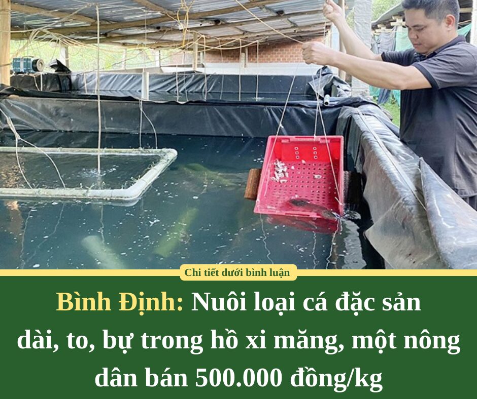 Nuôi loại cá đặc sản dài, to, bự trong hồ xi măng, một nông dân Bình Định bán 500.000 đồng/kg