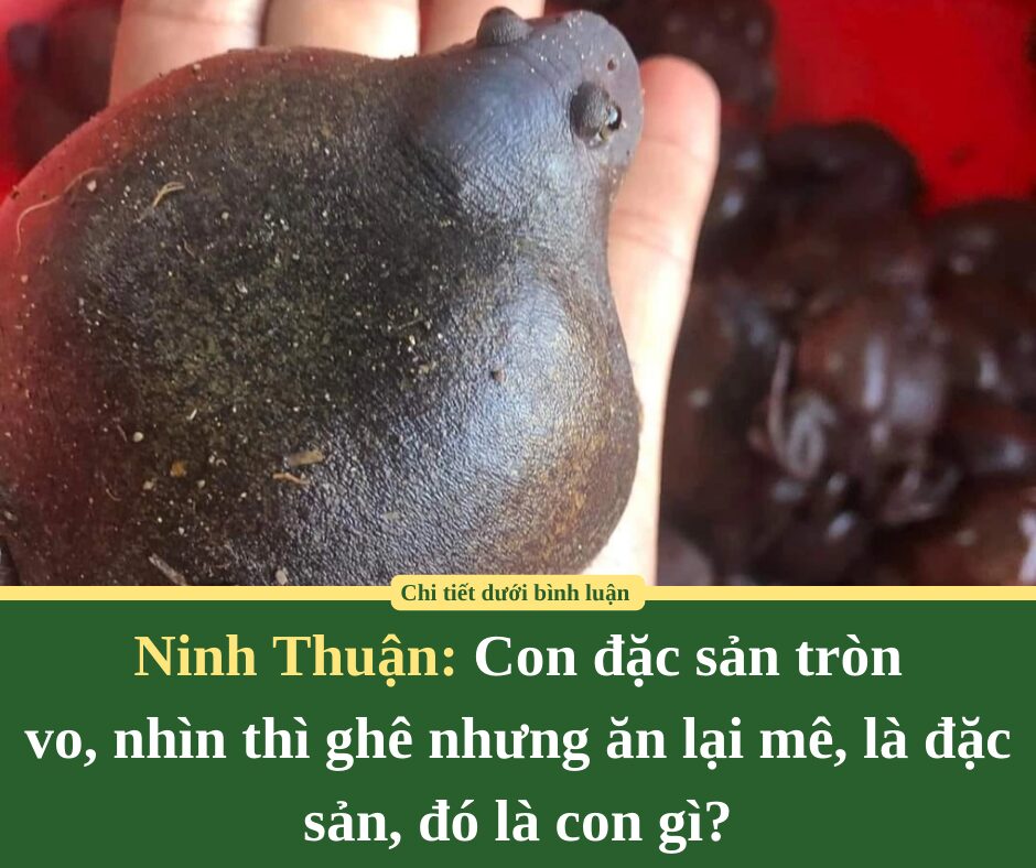 Con đặc sản tròn vo, nhìn thì ghê nhưng ăn lại mê, là đặc sản Ninh Thuận, đó là con gì?