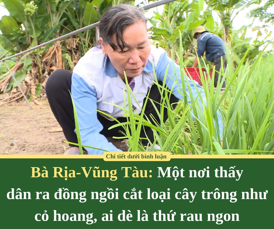 Một nơi ở Bà Rịa-Vũng Tàu, thấy dân ra đồng ngồi cắt loại cây trông như cỏ hoang, ai dè là thứ rau ngon