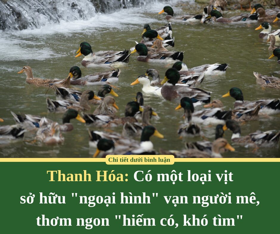 Ở Thanh Hóa có một loại vịt sở hữu “ngoại hình” vạn người mê, thơm ngon “hiếm có, khó tìm”