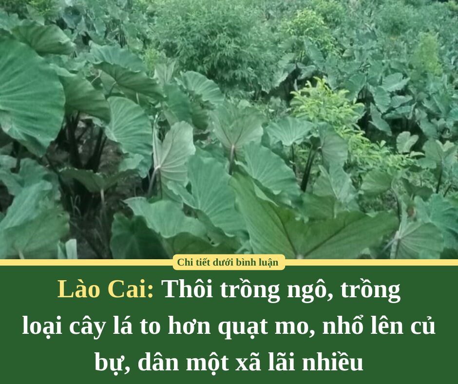 Thôi trồng ngô, trồng loại cây lá to hơn quạt mo, nhổ lên củ bự, dân một xã ở Lào Cai lãi nhiều