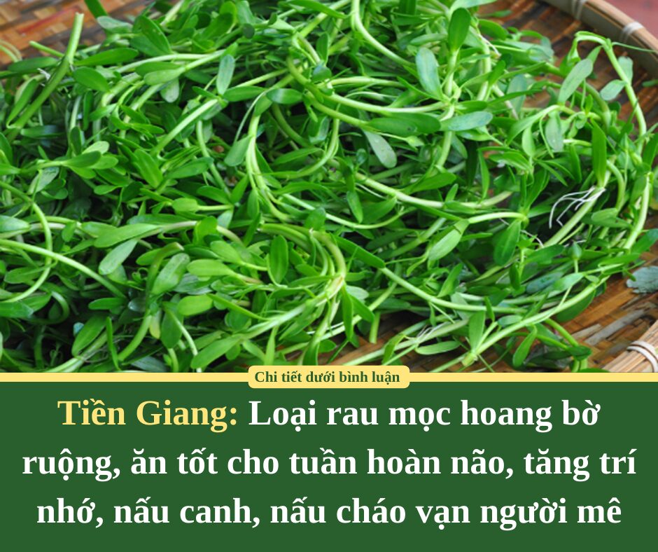 Loại rau mọc hoang bờ ruộng ở Tiền Giang, ăn tốt cho tuần hoàn não, tăng trí nhớ, nấu canh, nấu cháo vạn người mê