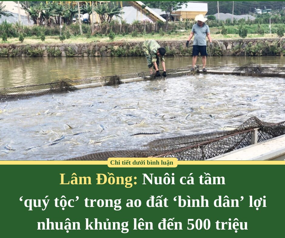 Nuôi cá tầm ‘quý tộc’ trong ao đất ‘bình dân’ tại Lâm Đồng: Lợi nhuận khủng lên đến 500 triệu