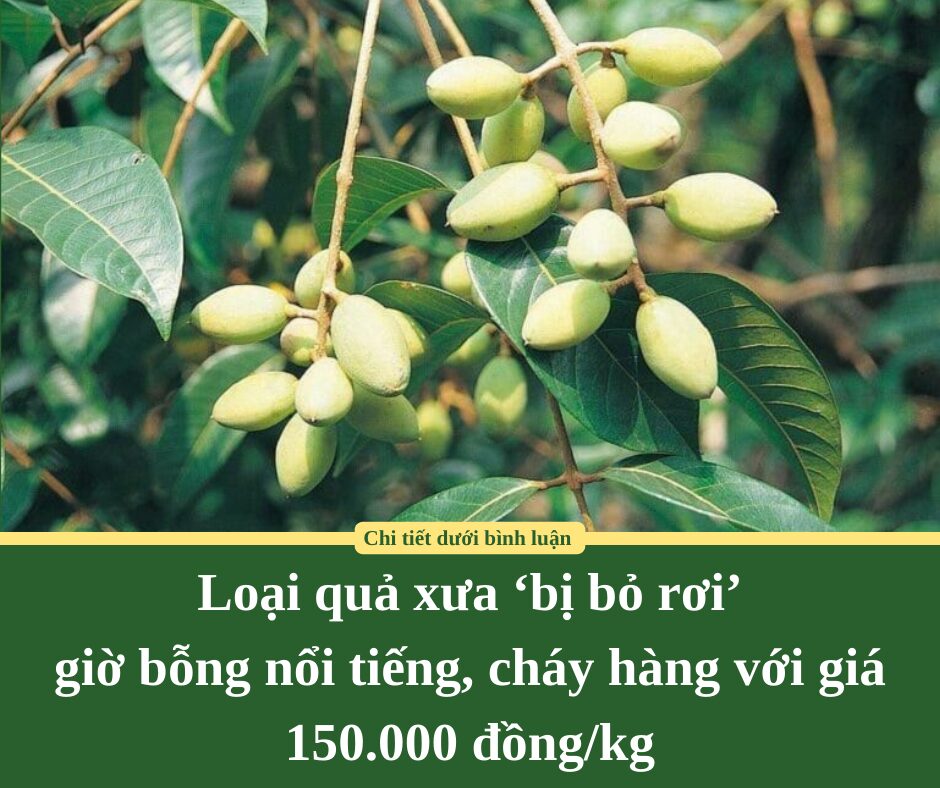 Loại quả xưa ‘bị bỏ rơi’ giờ bỗng nổi tiếng, cháy hàng với giá 150.000 đồng/kg