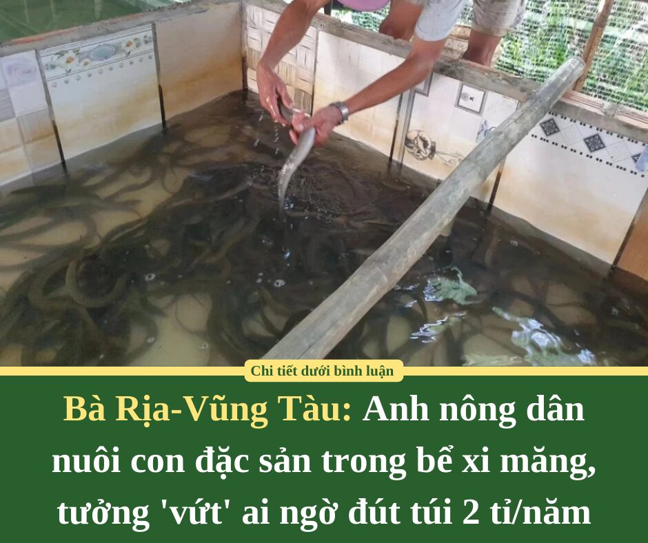 Anh nông dân nuôi con đặc sản trong bể xi măng, tưởng ‘vứt’ ai ngờ đút túi 2 tỉ/năm