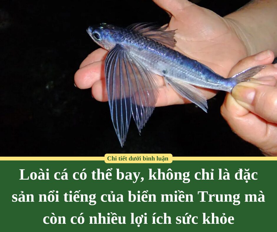 Loài cá có thể bay, không chỉ là đặc sản nổi tiếng của biển miền Trung mà còn có nhiều lợi ích sức khỏe