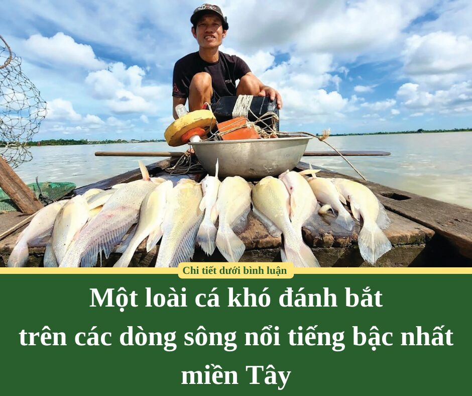 Một loài cá khó đánh bắt trên các dòng sông nổi tiếng bậc nhất miền Tây