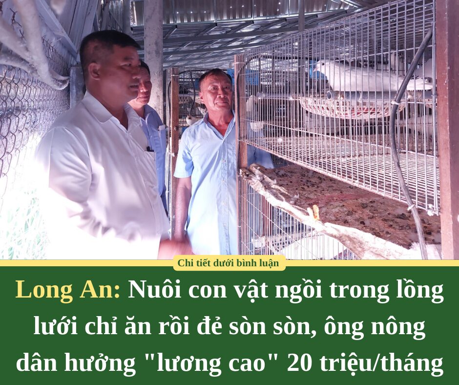 Nuôi con vật ngồi trong lồng lưới chỉ ăn rồi đẻ sòn sòn, ông nông dân Long An hưởng “lương cao” 20 triệu/tháng