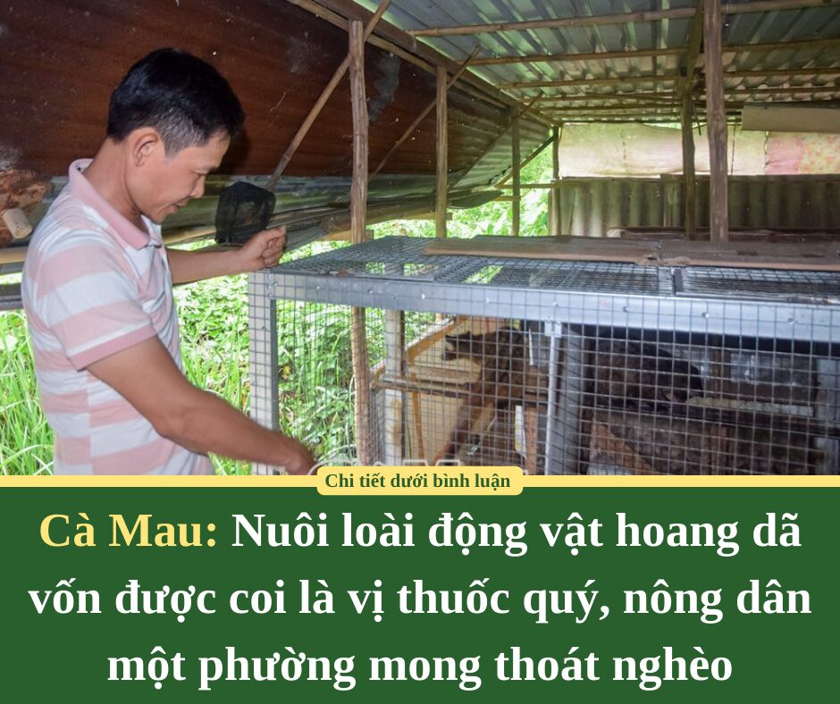 Nuôi loài động vật hoang dã vốn được coi là vị thuốc quý, nông dân một phường ở tỉnh Cà Mau mong thoát nghèo