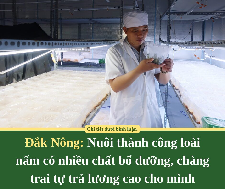 Nuôi thành công loài nấm có nhiều chất bổ dưỡng, chàng trai Đắk Nông tự trả lương cao cho mình