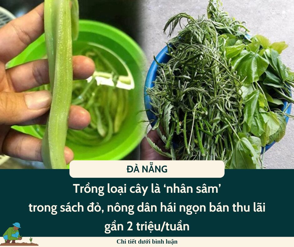 Nghề lạ ở Việt Nam: Trồng loại cây là ‘nhân sâm’ trong sách đỏ, nông dân hái ngọn bán thu lãi gần 2 triệu/tuần