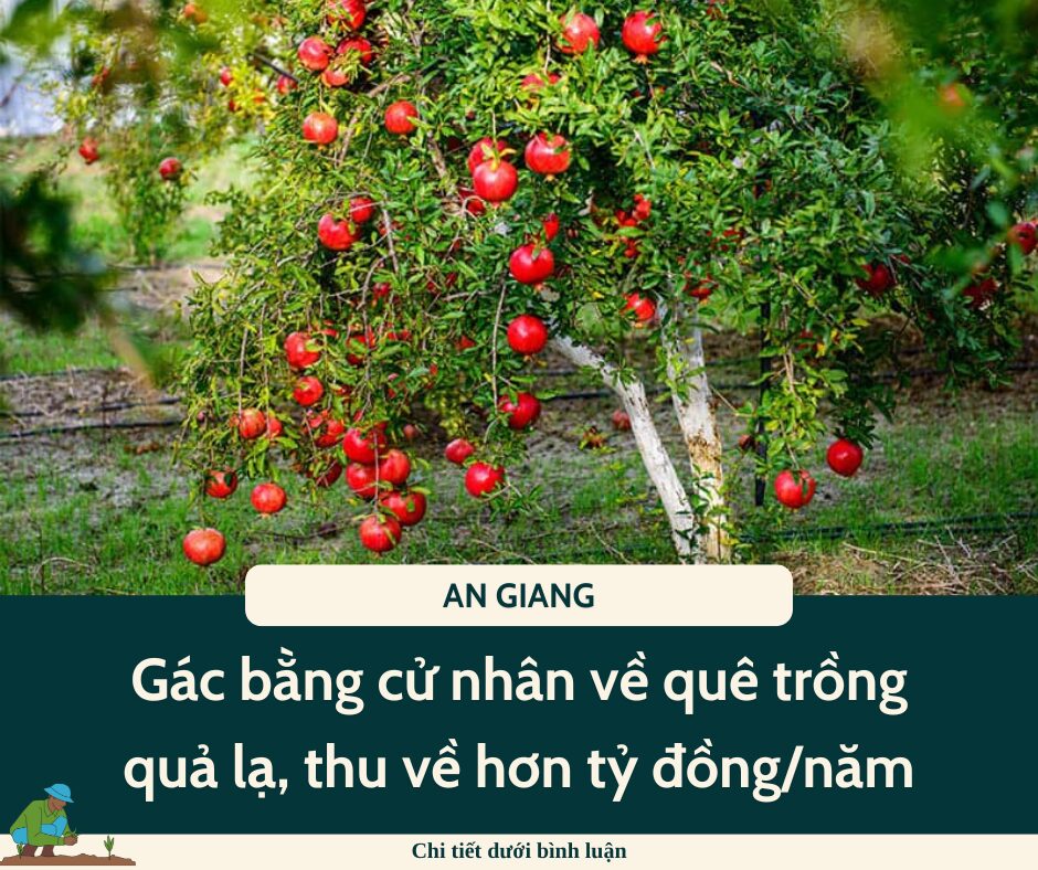 Nghề lạ ở Việt Nam: Gác bằng cử nhân về quê trồng quả lạ, thu về hơn tỷ đồng/năm