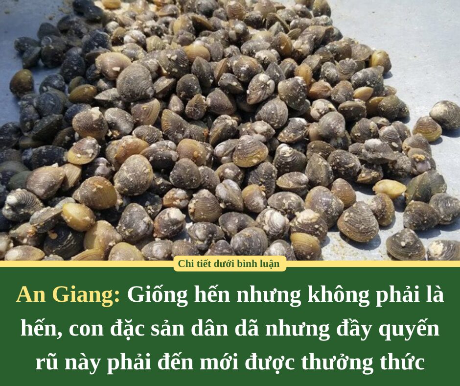 Giống hến nhưng không phải là hến, con đặc sản dân dã nhưng đầy quyến rũ này phải đến An Giang mới được thưởng thức