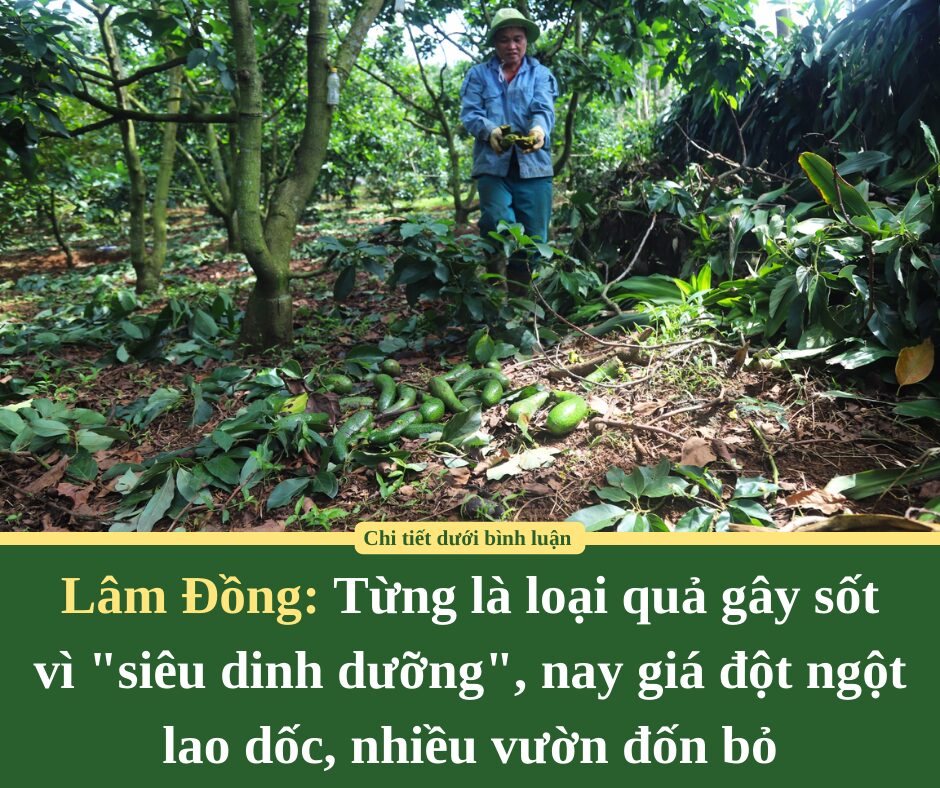 Từng là loại quả gây sốt vì “siêu dinh dưỡng”, nay giá đột ngột lao dốc, nhiều vườn ở Lâm Đồng đốn bỏ