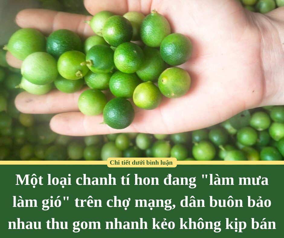 Một loại chanh tí hon đang “làm mưa làm gió” trên chợ mạng, dân buôn bảo nhau thu gom nhanh kẻo không kịp bán