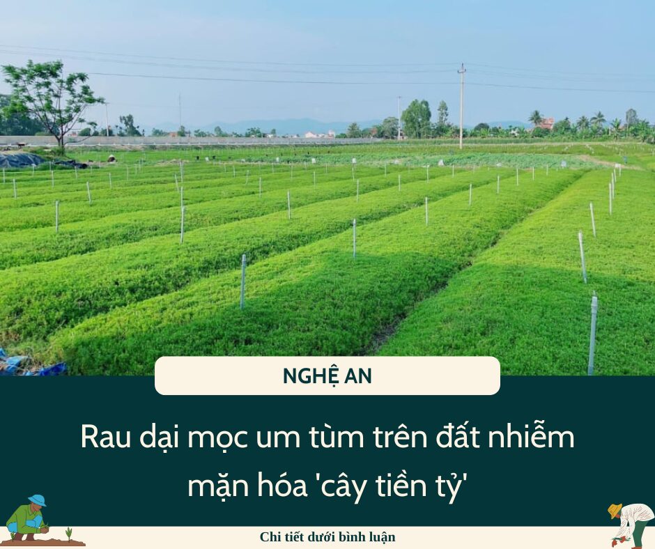 Rau dại mọc um tùm trên đất nhiễm mặn hóa ‘cây tiền tỷ’ ở Nghệ An