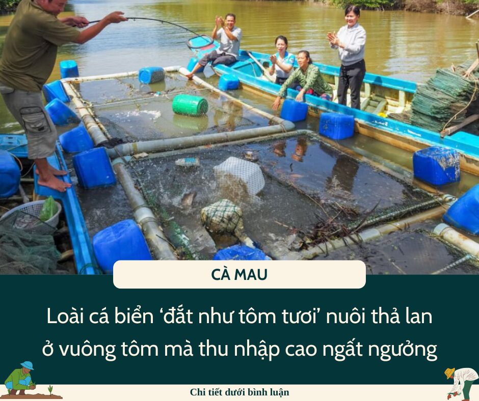 Loài cá biển ‘đắt như tôm tươi’ ở Cà Mau, nuôi thả lan ở vuông tôm mà thu nhập cao ngất ngưởng