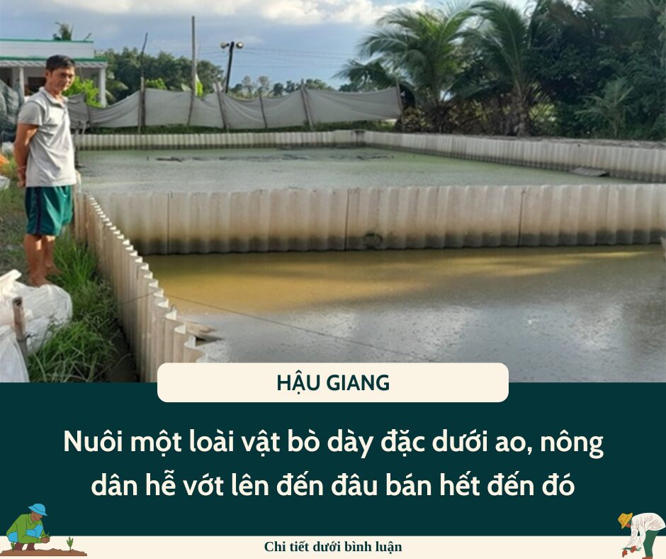 Nuôi một loài vật bò dày đặc dưới ao, một ông nông dân Hậu Giang hễ vớt lên đến đâu bán hết đến đó