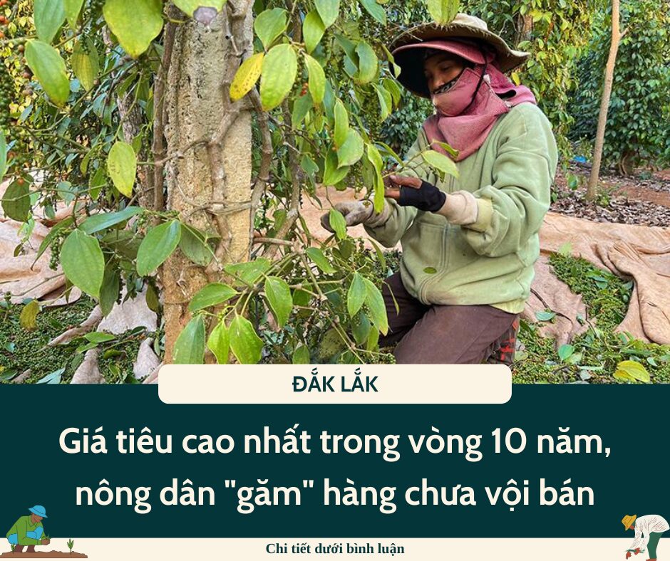 Giá tiêu cao nhất trong vòng 10 năm, nông dân Đắk Lắk “găm” hàng chưa vội bán