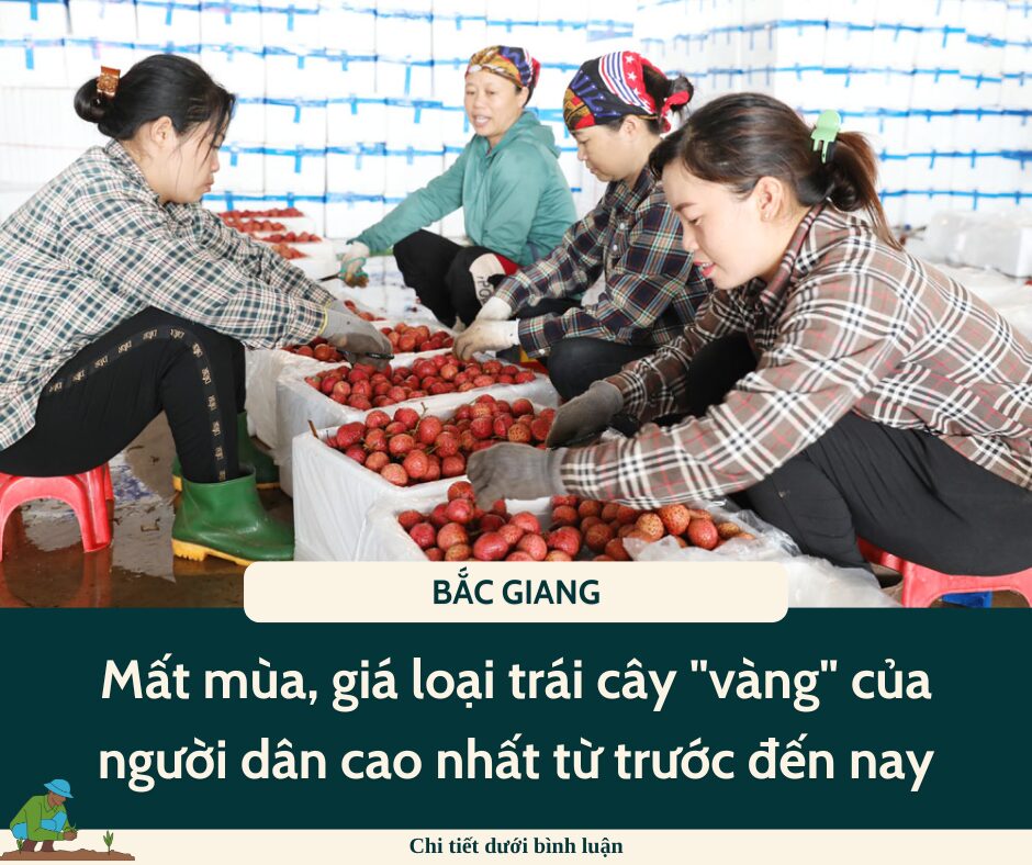 Mất mùa, giá loại trái cây “vàng” của người dân Bắc Giang cao nhất từ trước đến nay