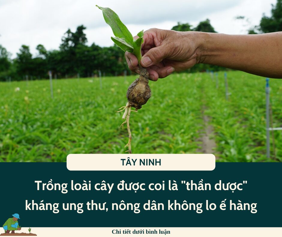 Trồng loài cây được coi là “thần dược” kháng ung thư, nông dân một xã ở Tây Ninh không lo ế hàng