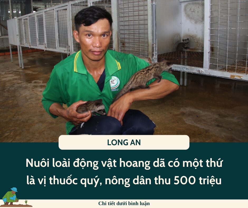 Nuôi chồn hương, loài động vật hoang dã có một thứ là vị thuốc quý, anh nông dân Long An thu 500 triệu