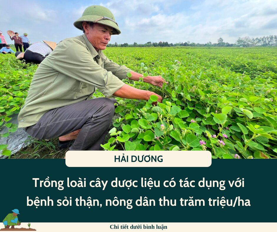 Trồng loài cây dược liệu có tác dụng với bệnh sỏi thận, nông dân một xã của tỉnh Hải Dương thu trăm triệu/ha