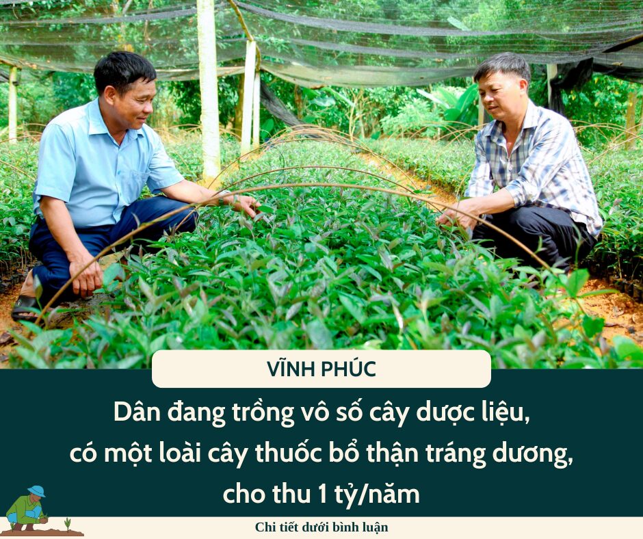 Ở Vĩnh Phúc dân đang trồng vô số cây dược liệu, có một loài cây thuốc bổ thận tráng dương, cho thu 1 tỷ/năm