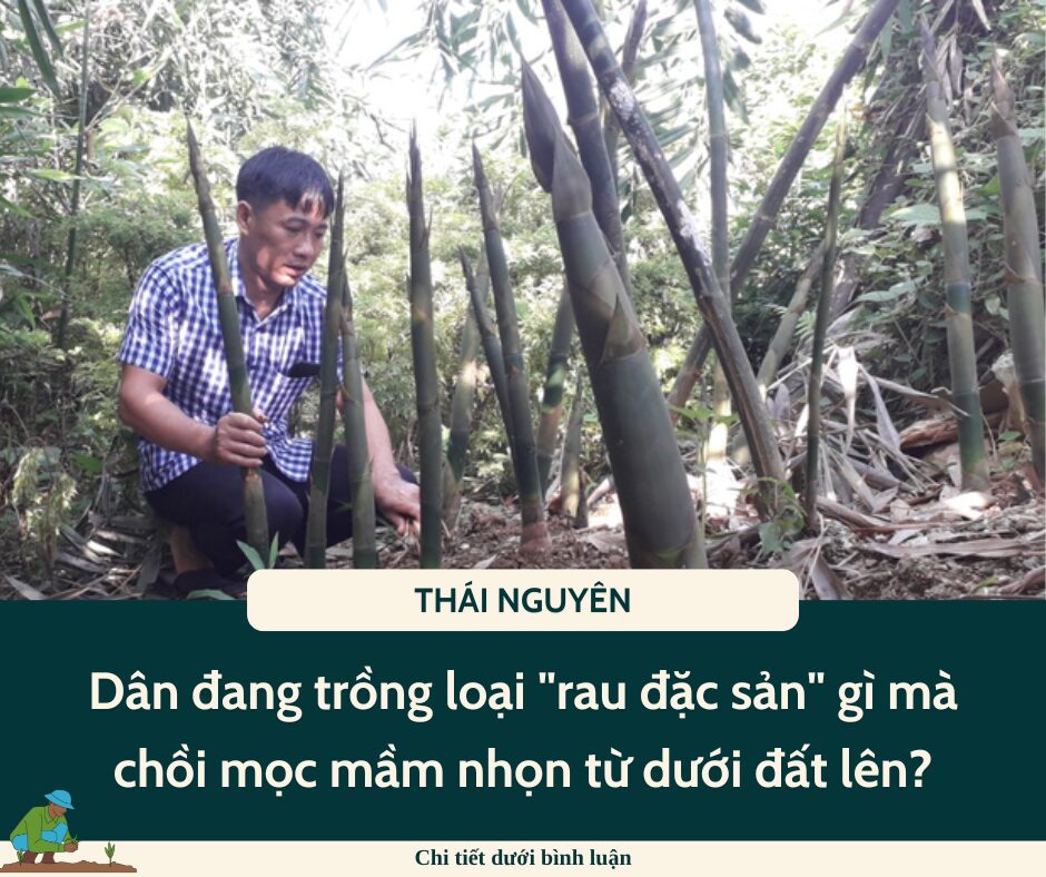 Ở một nơi của Thái Nguyên dân đang trồng loại “rau đặc sản” gì mà chồi mọc mầm nhọn từ dưới đất lên?