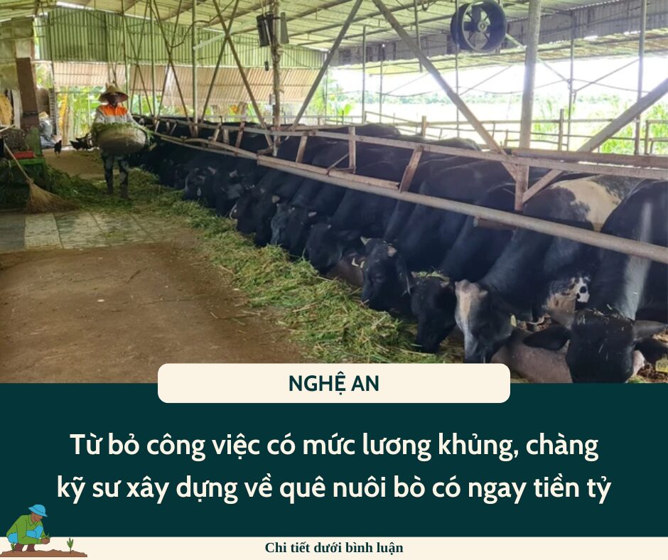 Từ bỏ công việc có mức lương khủng, chàng kỹ sư xây dựng về quê nuôi bò 3B và có ngay tiền tỷ