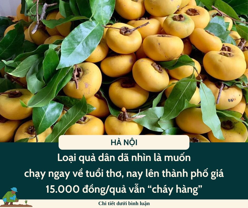 Loại quả dân dã nhìn là muốn chạy ngay về tuổi thơ, nay lên thành phố giá 15.000 đồng/quả vẫn “cháy hàng“