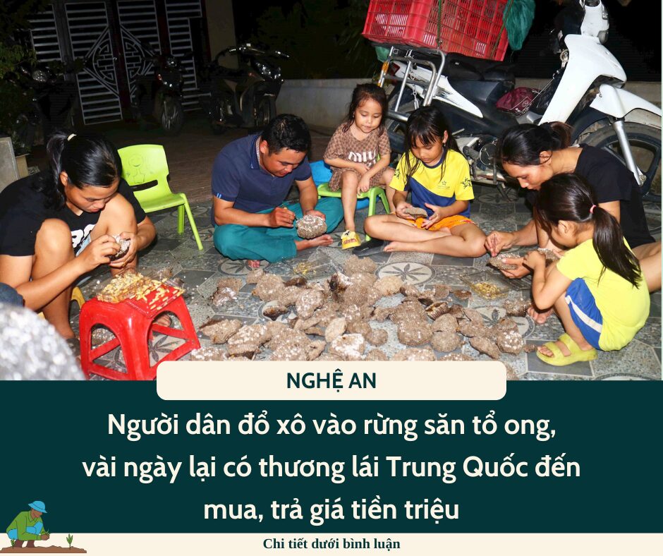 Người dân Nghệ An đổ xô vào rừng săn tổ ong, vài ngày lại có thương lái Trung Quốc đến mua, trả giá tiền triệu