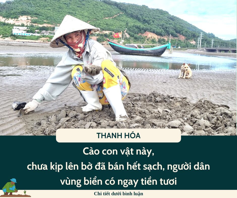 Cào con vật này, chưa kịp lên bờ đã bán hết sạch, người dân vùng biển có ngay tiền tươi