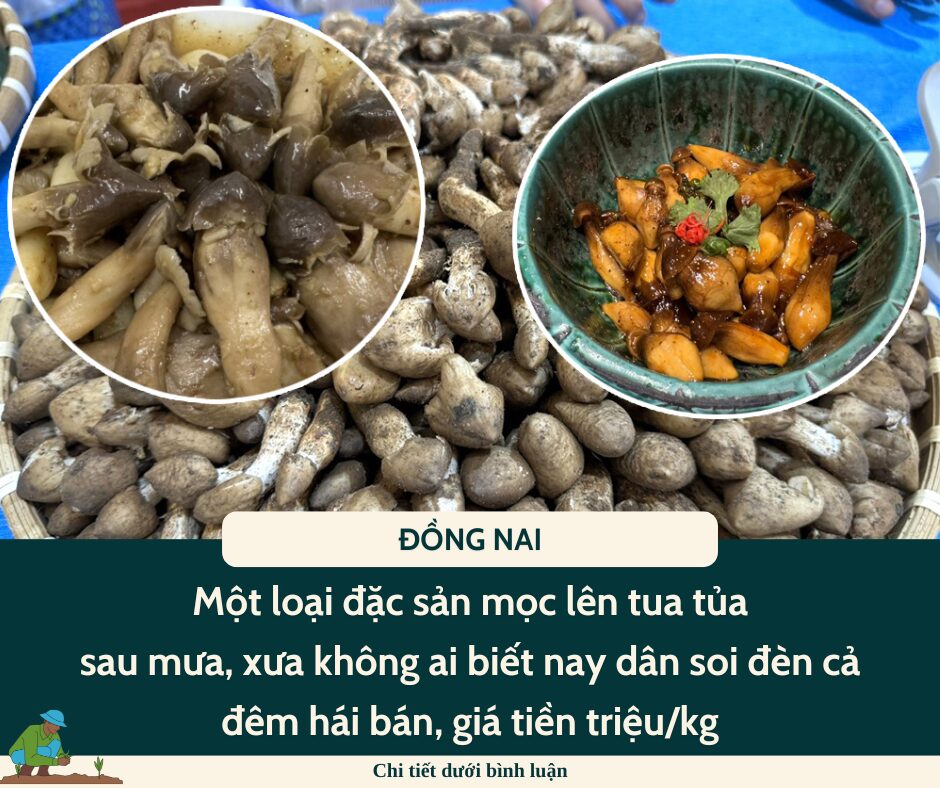 Một loại đặc sản mọc lên tua tủa sau mưa, xưa không ai biết nay dân soi đèn cả đêm hái bán, giá tiền triệu/kg